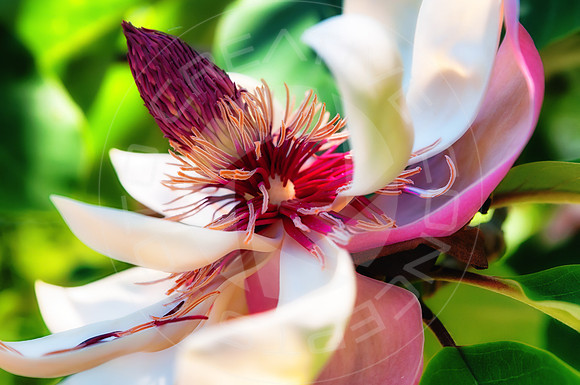 GA_Athens_FlowerinBloom_BotanicalGarden