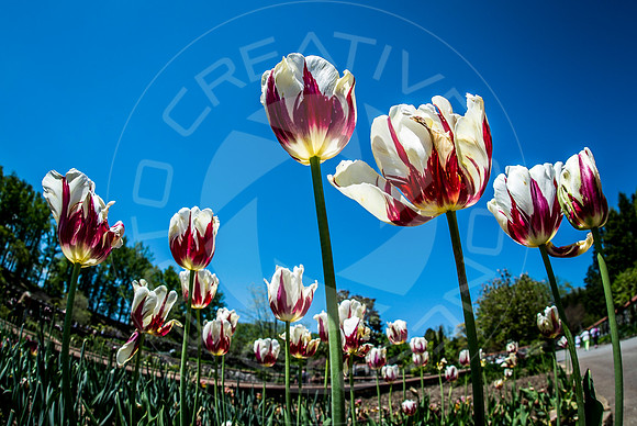 NC_Asheville_TulipsinBloom